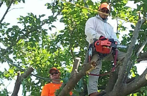 man cutting tree